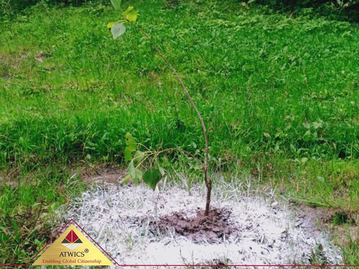 Planting Campaign